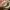 Fossil Minimalist Crossbody Bag Wanita khaki photo 5