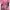 Y2k Lee Tops 'Em All With Kissing Graphic Pink