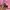 Y2k Lee Tops 'Em All With Kissing Graphic Pink photo 4
