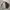 M83 Swiss Military Field Jacket photo 4