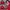 Fila Vintage Windbreaker Pria red photo 7