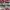 Vans auth red photo 1