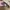 MCM Luxury Casual Crossbody Bag Wanita tan photo 7