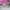 Puma Speedcat Ballet Pink photo 5