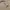 crop top beige kaos nude light cream photo 3