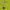 Nike Casual Polo shirt Pria green yellow photo 2