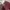 Furla Mimi Mini Maroon photo 6