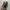 Vans Old Skool 36 DX Anaheim Factory OG Mallard OG Black ORI photo 1