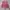 Vest Pink Crop Top  photo 1