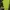 Cross Colours Casual Socks & tight Wanita green photo 3