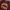 Lee Casual Biker Sweatshirt Pria Burgundy