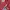 Adidas Kolaborasi Wisconsin Red Pink White photo 4