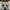 VANS Streetwear Skater Sneakers Pria white photo 6