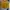 Yellow crop top factorie photo 1