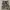 Celana Cargo Paola Del Lungo Italy Army  Original photo 1