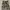 Celana Cargo Paula Del Lungo Italy Army  Original