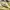 LOVE BONITO YELLOW MIDI DRESS photo 5