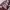 Short Chic Maroon Abstract Pattern Knitwear photo 4
