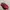 Sneakers gucci red lebah leather 40 good quality  photo 1