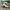 Puma Palermo White Clyde Royal Gum photo 2