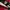 New Balance Sportswear Jersey Pria white red photo 5
