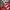 New Balance Sportswear Jersey Pria white red photo 3