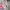 Fear of God ESSENTIALS Streetwear Casual Short Pria cream photo 5