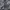 Sportswear Casual Short Pria white black gray photo 5