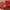 Nike Air Max 95 Marine Day Bred photo 3