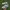 Sepatu bola DIADORA BRAZIL kulit asli  photo 7
