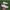 Sepatu bola DIADORA BRAZIL kulit asli  photo 4