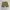 Short pants Arizona green military  photo 1