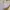 Mango Casual Mini skirt Wanita white yellow photo 2