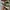 Converse 70s Field Surplus (Ijo army) photo 2