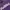 Feltics Purple Tshirt photo 2
