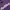 Feltics Purple Tshirt