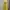 shoujo japanese sawako inspired pastel yellow flower dress photo 2