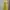 Shoujo Japanese Sawako Inspired Pastel Yellow Flower Dress