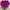 Nike Sportswear Short Wanita purple photo 1