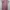 MIDI Dress Rosegold photo 1