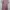 MIDI Dress Rosegold
