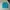 Pancoat Kancil Blue