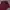 Lacoste Burgundy Maroon Poloshirt photo 2
