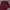 Lacoste Burgundy Maroon Poloshirt