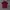 Lacoste Burgundy Maroon Poloshirt photo 1