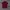 Lacoste Burgundy Maroon Poloshirt