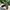 vans authentic checkerboard black gum photo 5