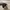 Adidas Casual Sportswear Sneakers Wanita black photo 6