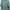 Sweatshirt M231 Spy X Family Sage Green