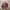 Adidas Casual Sportswear Sneakers Wanita red photo 1